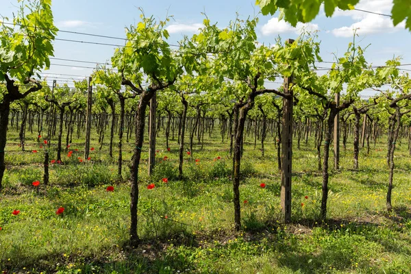 Vineyards in the Valpolicella region in Italy. — Stock Photo, Image