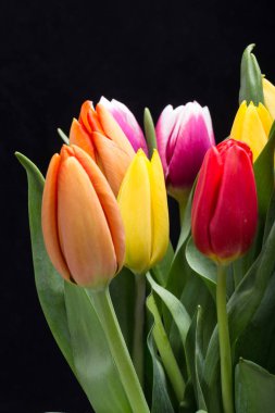 renkli taze bahar Lale çiçek buketi .