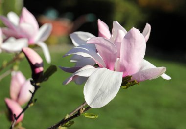 Güzel pembe Manolya çiçek 