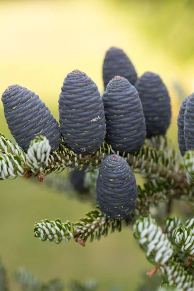 Конуси Корейська Fir — стокове фото