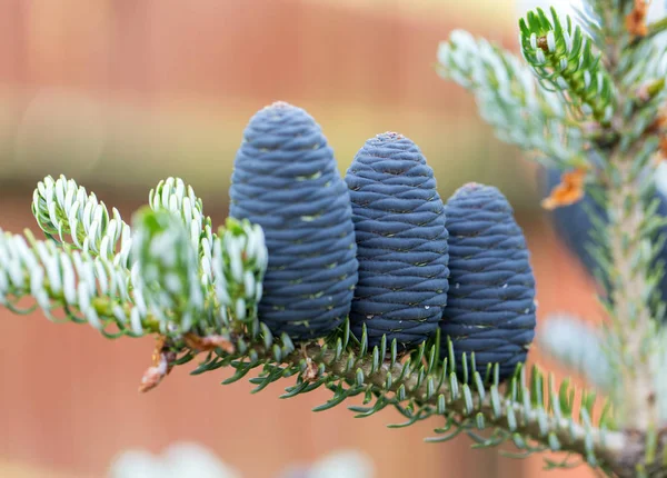 Blanda färska frukter på tallrik . — Stockfoto