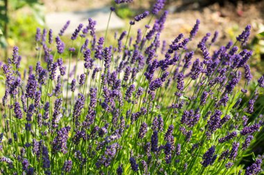  Gelişen lavanta .