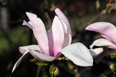 pembe Manolya çiçek bahçede bir ağaç üzerinde