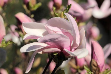 pembe Manolya çiçek bahçede bir ağaç üzerinde