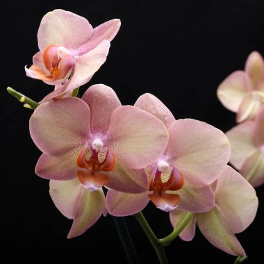 Pastel orkide çiçek.