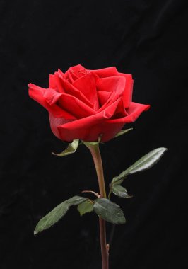  kırmızı gül çiçek.