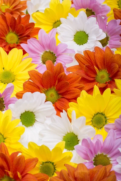 화려한 국화 꽃. — 스톡 사진