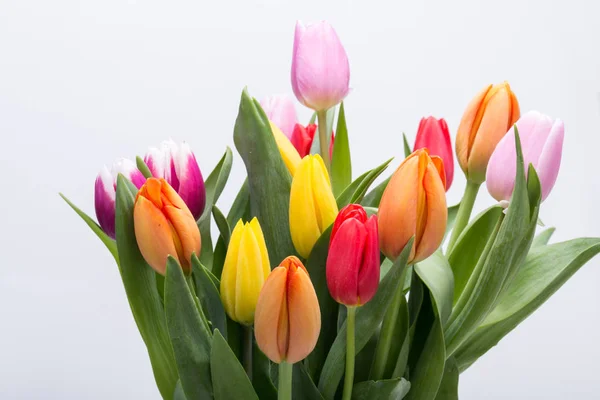 新鮮な春のチューリップの花 — ストック写真