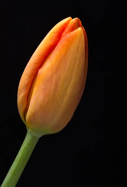 Flores de tulipa de primavera frescas — Fotografia de Stock