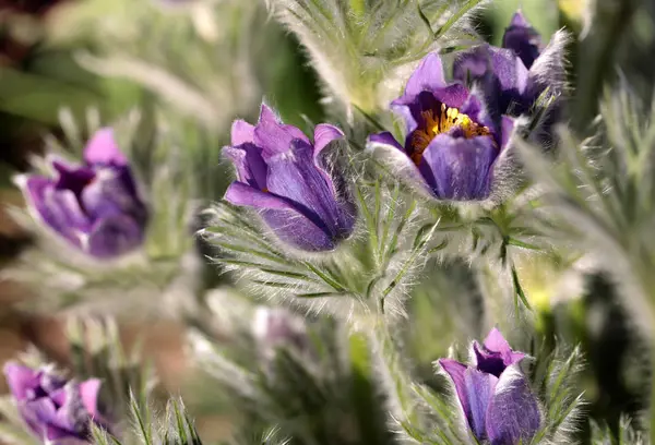 Μοβ λουλούδι από το pasqueflower — Φωτογραφία Αρχείου