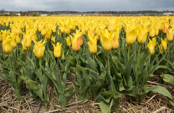 Tulpenfelder in der Pollenstraße — Stockfoto