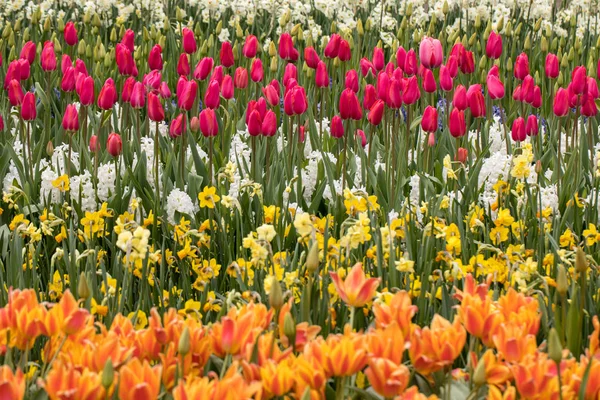 Tulip fields in the Bollenstreek — Stock Photo, Image