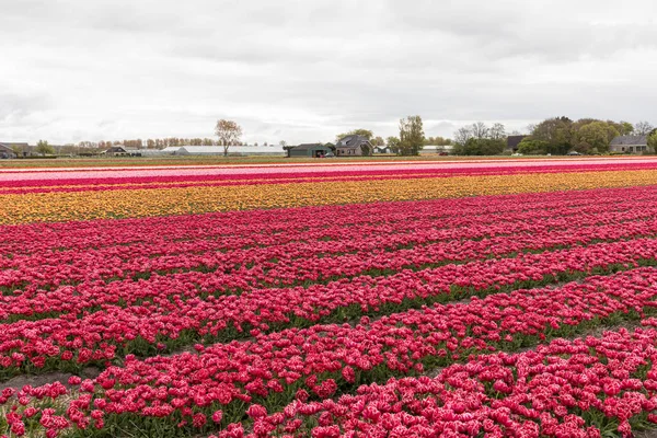 Tulpenfelder in der Pollenstraße — Stockfoto