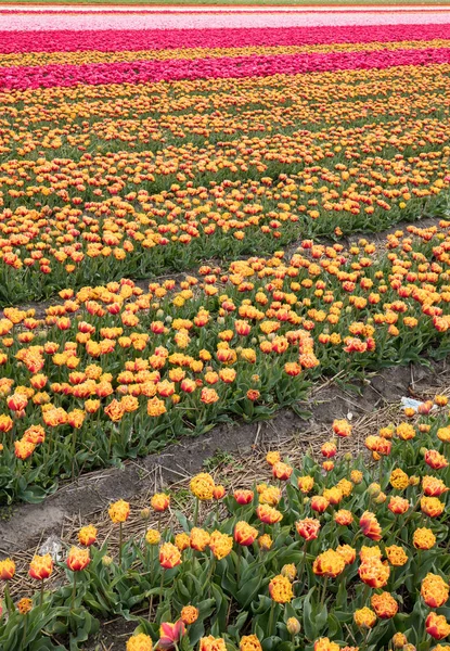 Tulipánová pole v Bollenstreek — Stock fotografie