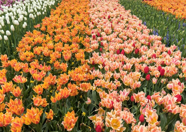 Campi di tulipani nel Bollenstreek — Foto Stock