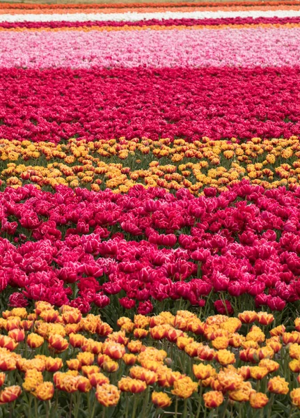 Campi di tulipani nel Bollenstreek — Foto Stock