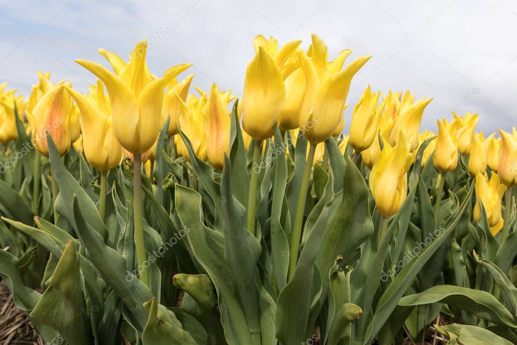 Tulip fields in the Bollenstreek