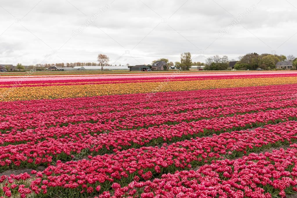 Tulip fields in the Bollenstreek