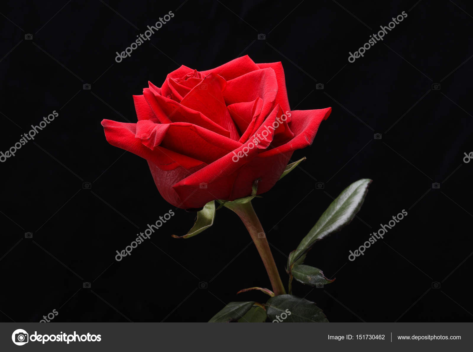 A single red rose flower Stock Photo by ©wjarek 151730462