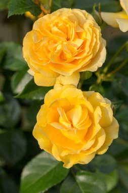 Sarı Gül Bahçedeki Dalda.