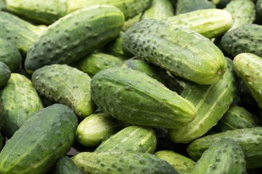 bir sürü genç salatalık