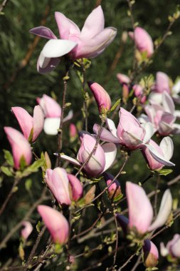 pembe Manolya çiçek bahçede bir ağaç üzerinde