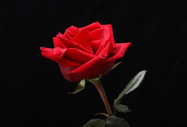 Tek bir kırmızı gül çiçeği 