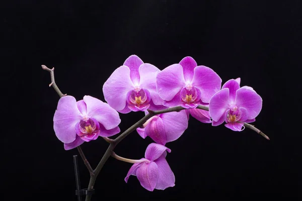 Růžový pruhovaný orchidej květina — Stock fotografie