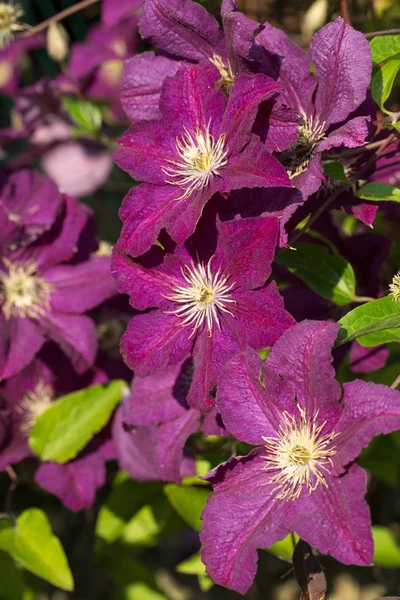 Schöne lila Blüten der Clematis im Garten. — Stockfoto