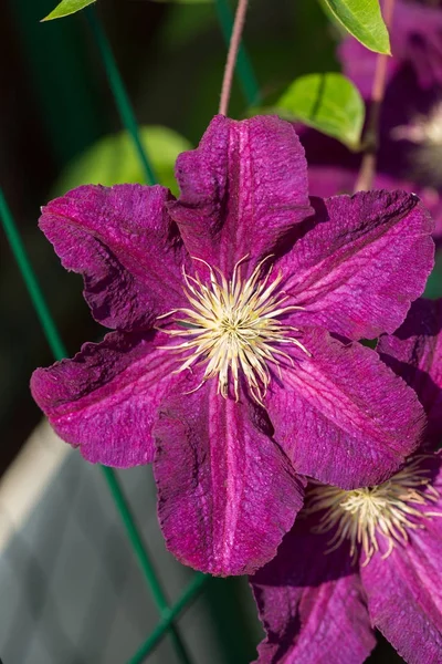 Schöne lila Blüten der Clematis im Garten. — Stockfoto