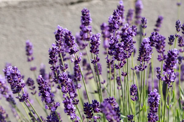 Garten mit dem blühenden Lavendel — Stockfoto