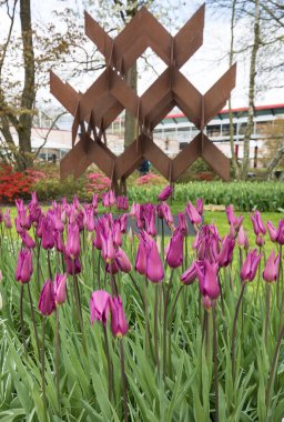 bir bahçede çiçek açan renkli Lale.