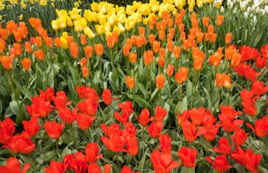 bir bahçede çiçek açan renkli Lale.