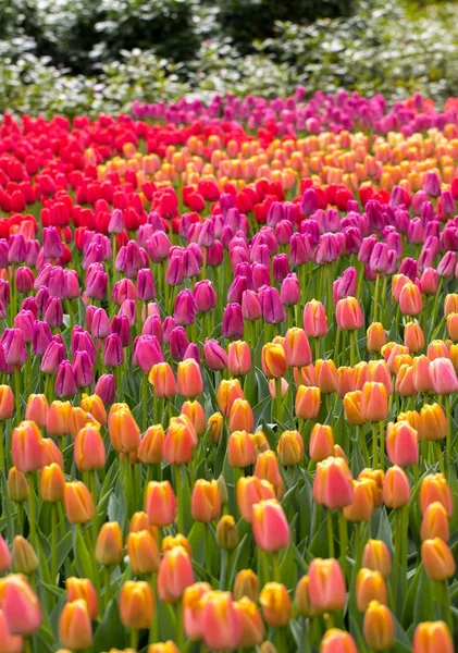 Bunte Tulpen blühen im Garten. — Stockfoto