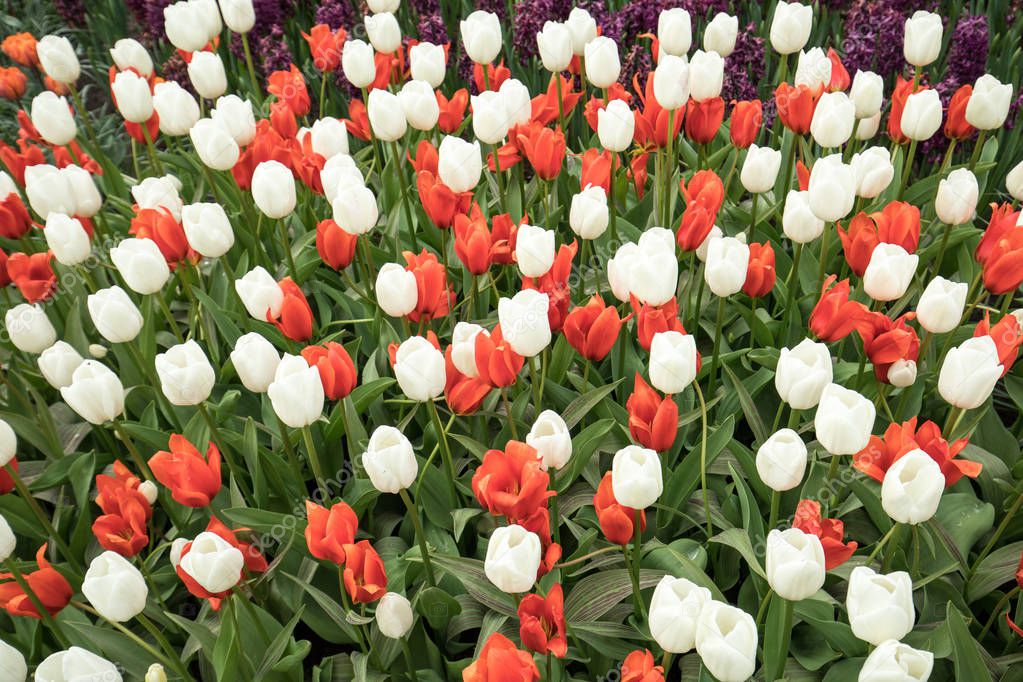 colorful tulips  blooming in a garden.