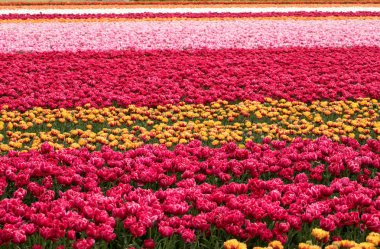 Bollenstreek, Güney Hollanda Lale alanları,
