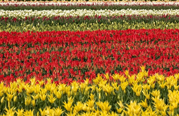 Tulipánová pole Bollenstreek, Jižní Holandsko, — Stock fotografie