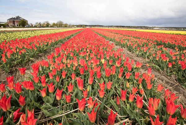 Tulpenfelder im Pollenstreek, South Holland, — Stockfoto