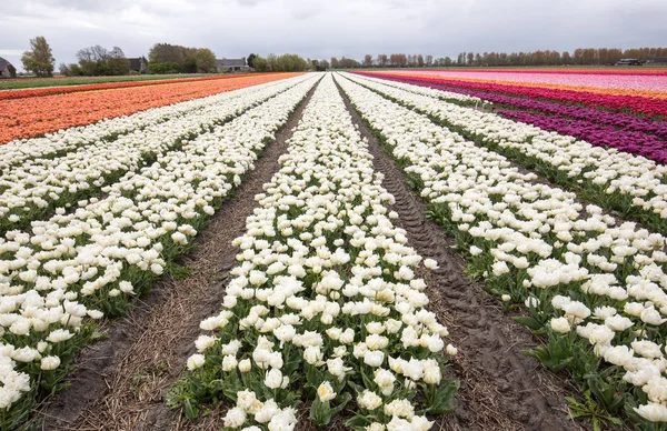Тюльпанные поля Феленстрика, Южная Голландия , — стоковое фото