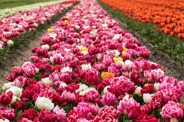 Campi tulipani del Bollenstreek, Olanda Meridionale , — Foto Stock