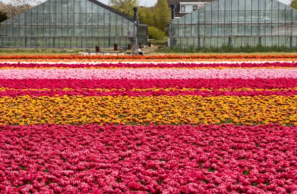 Campos de tulipanes del Bollenstreek, Holanda Meridional , — Foto de Stock