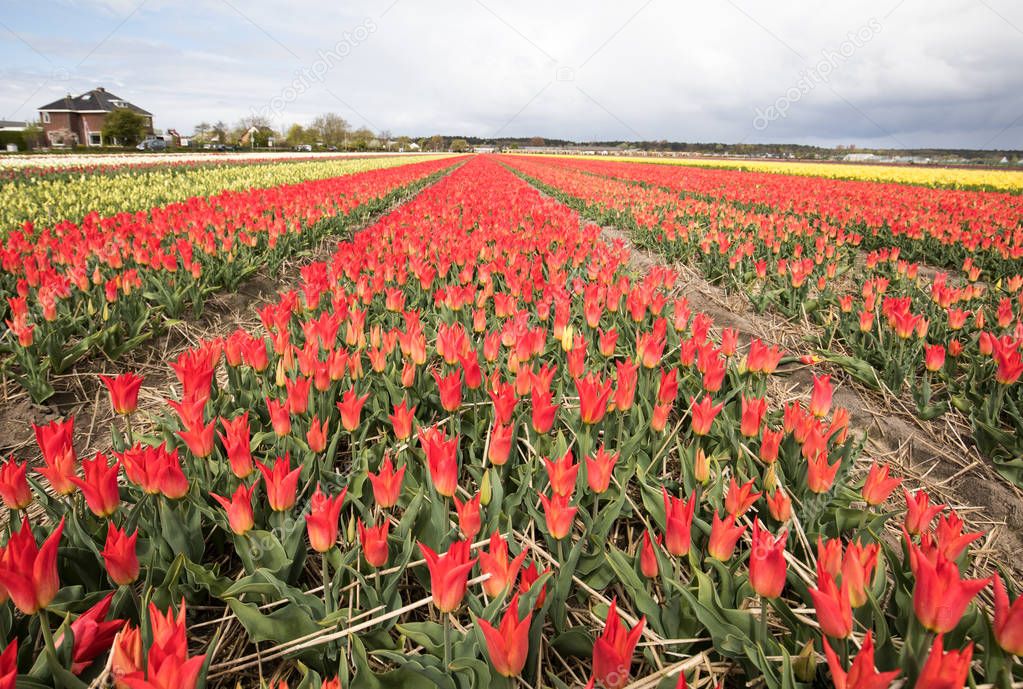 Tulip fields of the Bollenstreek, South Holland,