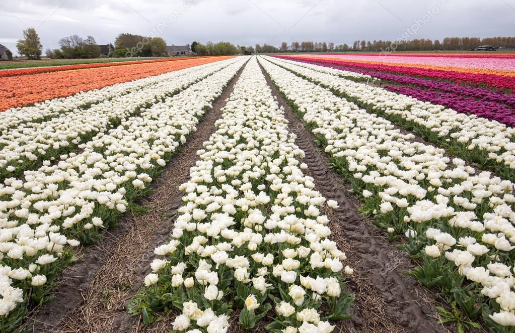 Tulip fields of the Bollenstreek, South Holland,