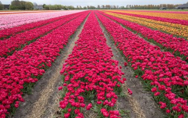 Bollenstreek, Güney Hollanda Lale alanları,