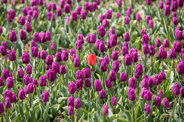 Campos de tulipanes del Bollenstreek, Holanda Meridional , — Foto de Stock