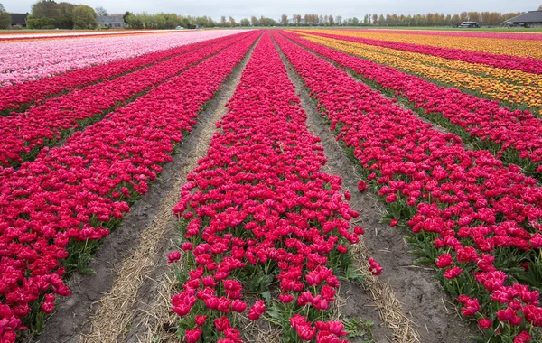 Pola tulipanów Bollenstreek, Holandia Południowa, — Zdjęcie stockowe