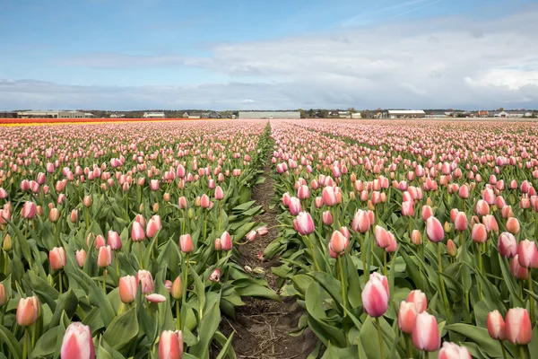 Tulip fields of the Bollenstreek, South Holland, — Stock Photo, Image