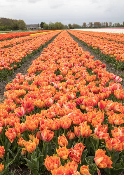 Tulpenfelder im Pollenstreek, South Holland, — Stockfoto