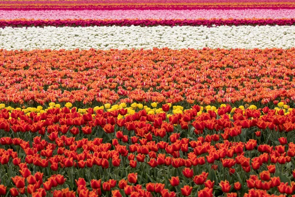 Pola tulipanów Bollenstreek, Holandia Południowa, — Zdjęcie stockowe