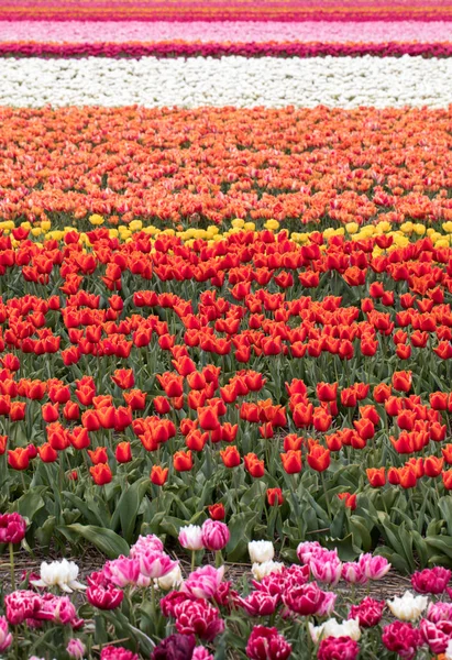Campos de tulipanes del Bollenstreek, Holanda Meridional , —  Fotos de Stock
